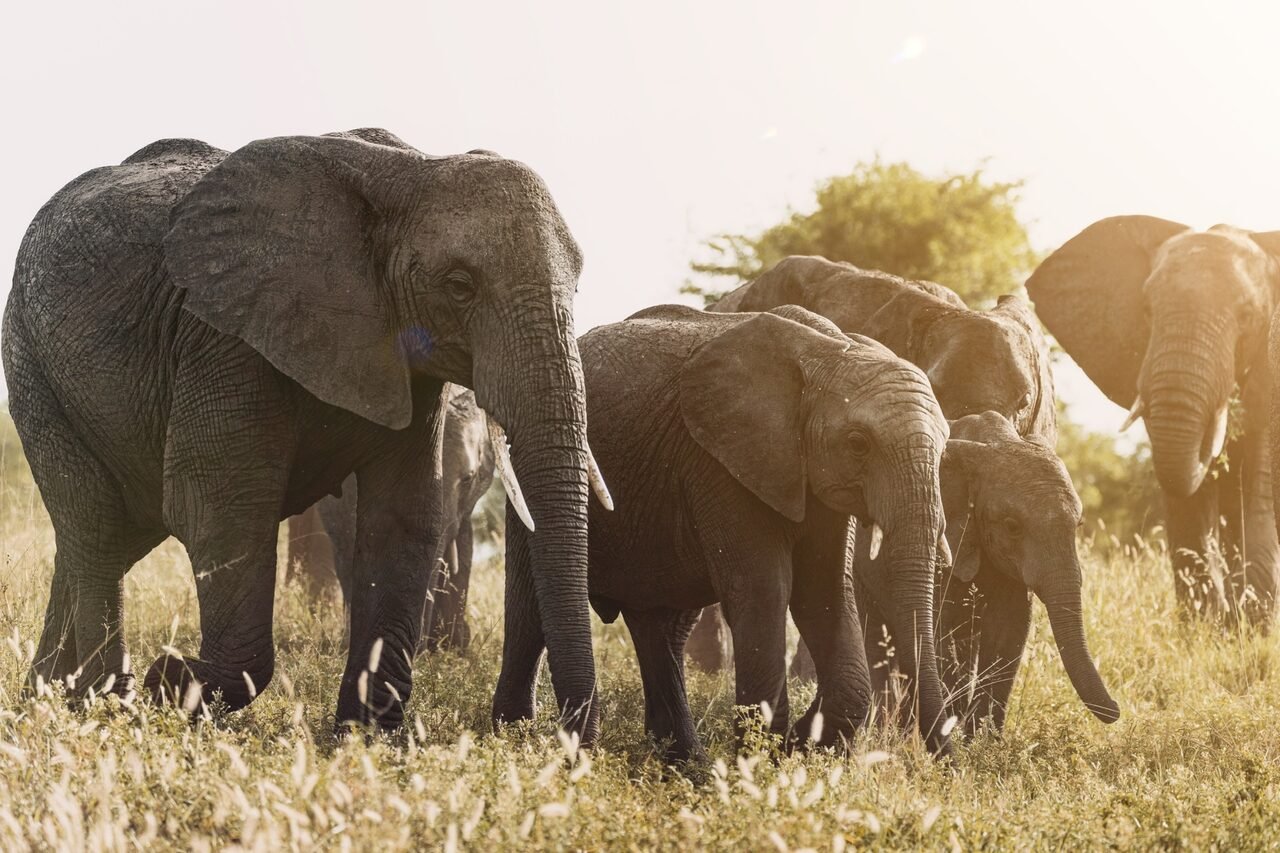 Tarangire Full-Day Safari — Bush Lion Tours day trip