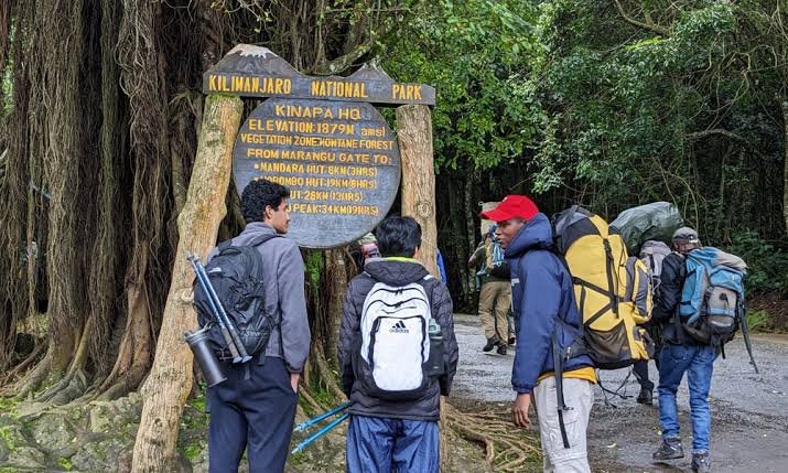 Trekking through Kilimanjaro rainforest on the way to Mandara Hut