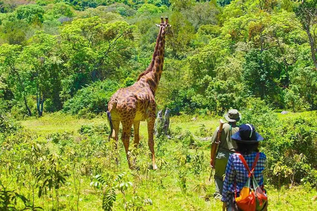 Arusha National Park Day Trip
