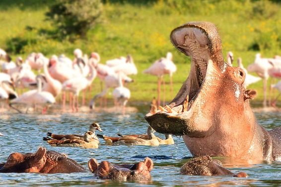 Serengeti National Park — endless plains of the Serengeti during the Great Migration