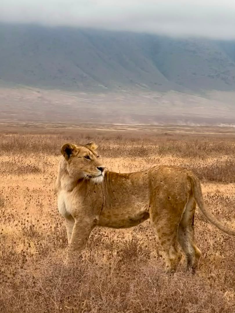 Ngorongoro Crater — aerial view of the world's largest volcanic caldera