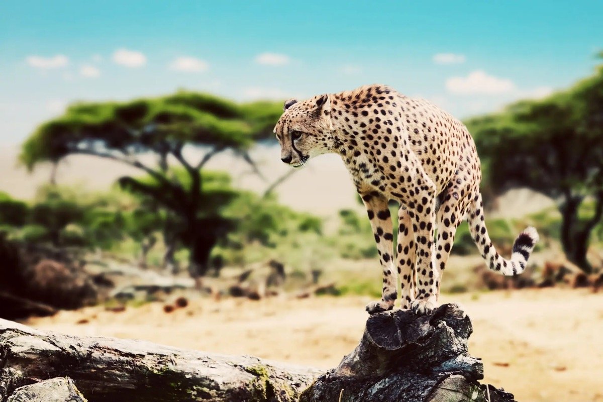 Cheetah standing on a termite mound on the savannah
