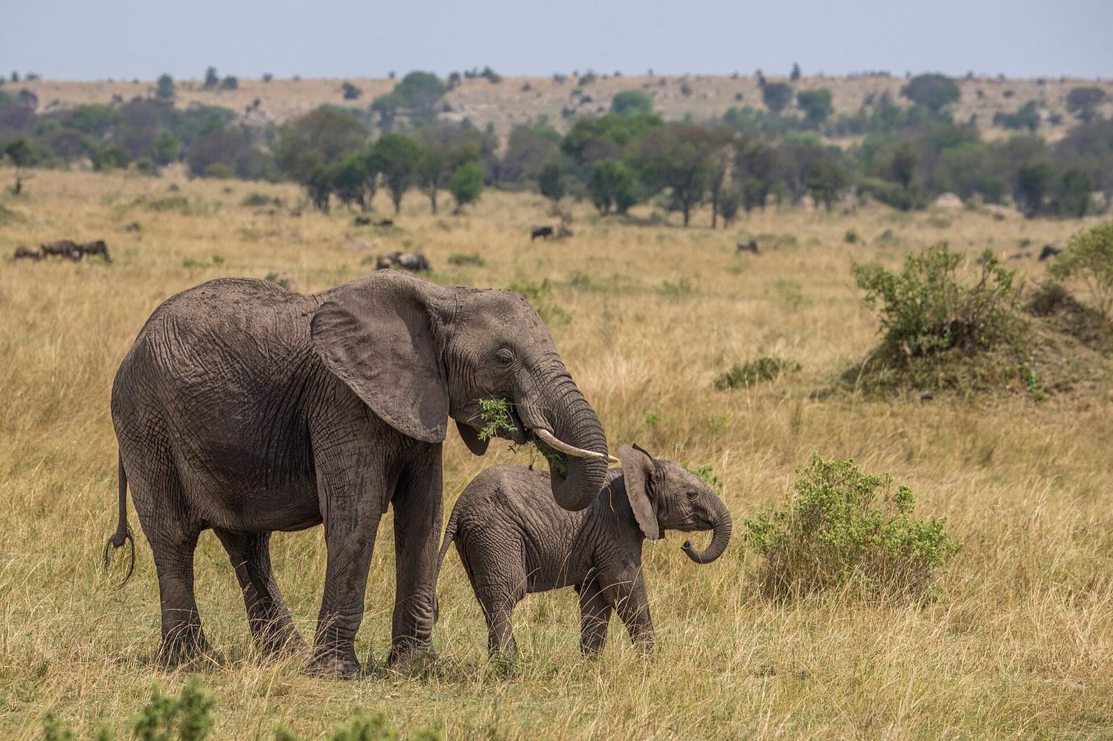 An elephant cow and her calf walking through the Serengeti grass