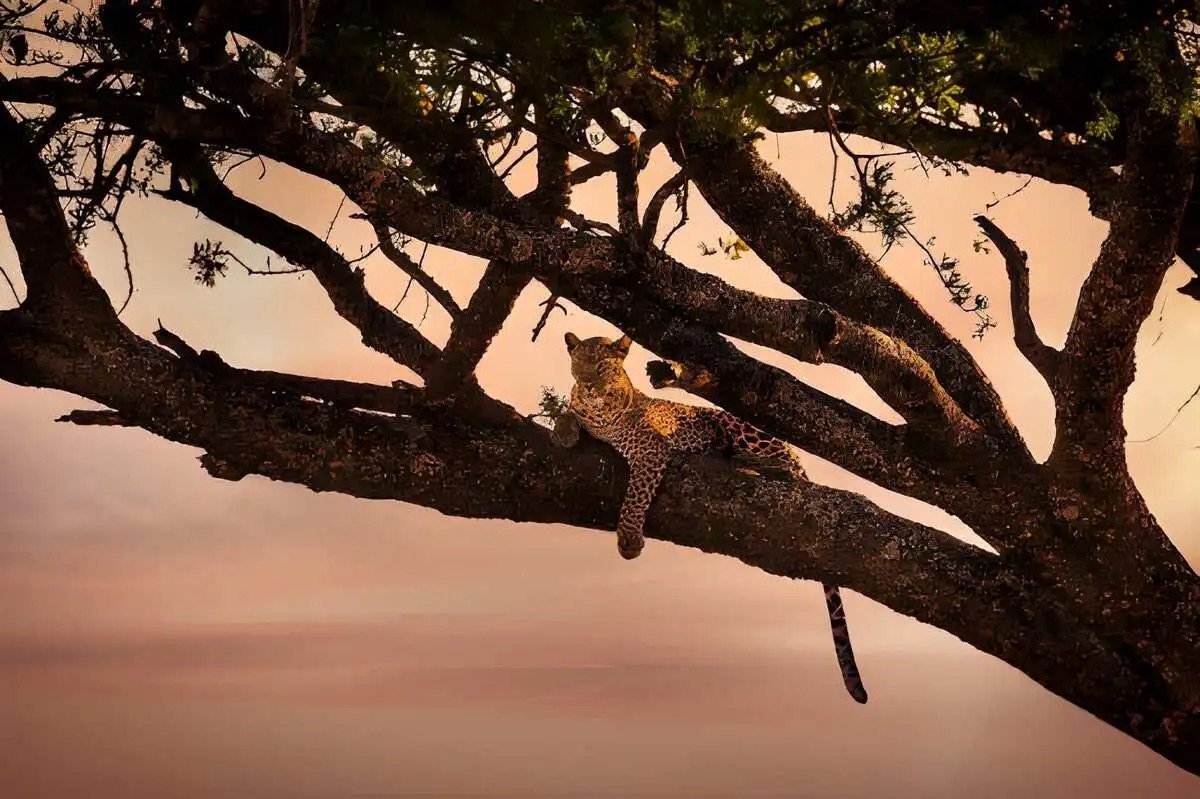 Leopard resting in an acacia tree at sunset