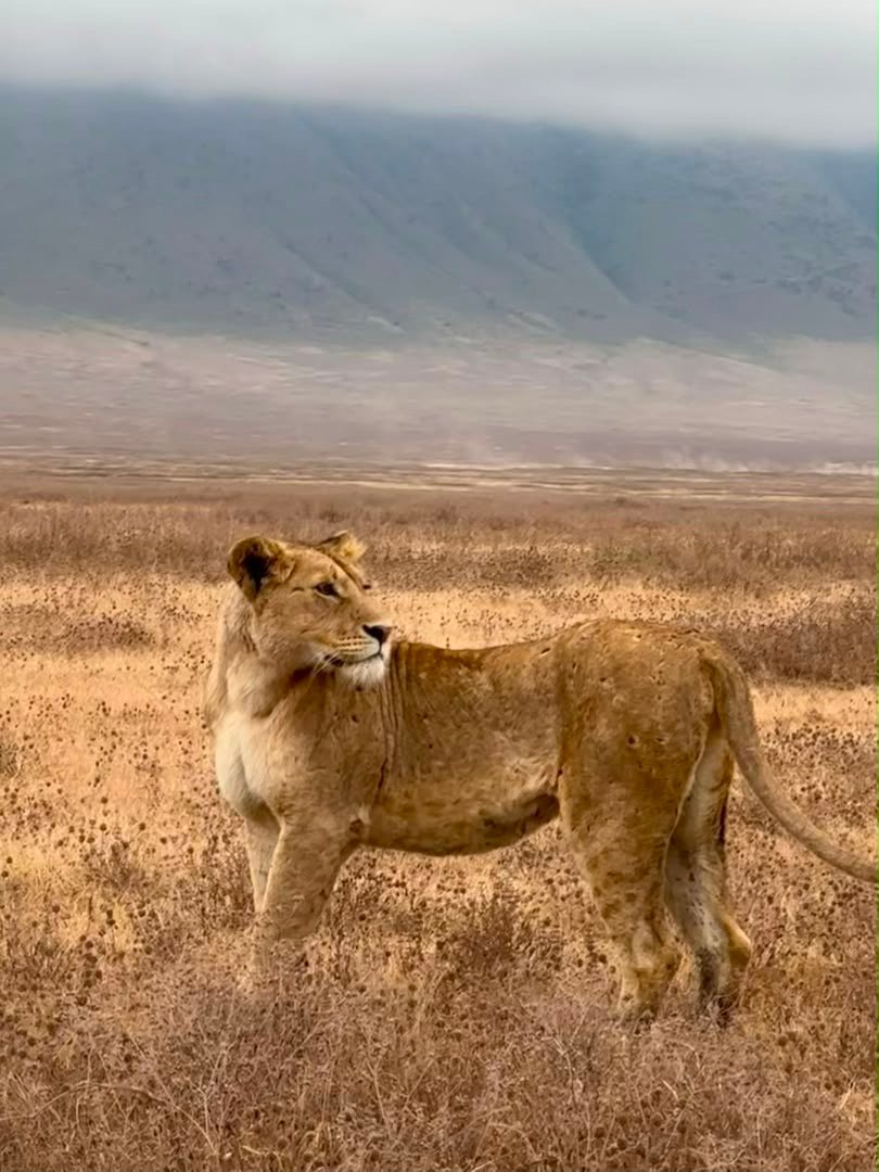 Lioness standing in open highland grassland