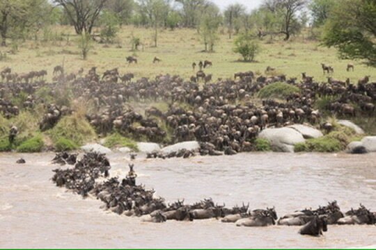Wildebeest crossing the Mara River on a Great Migration fly-in safari