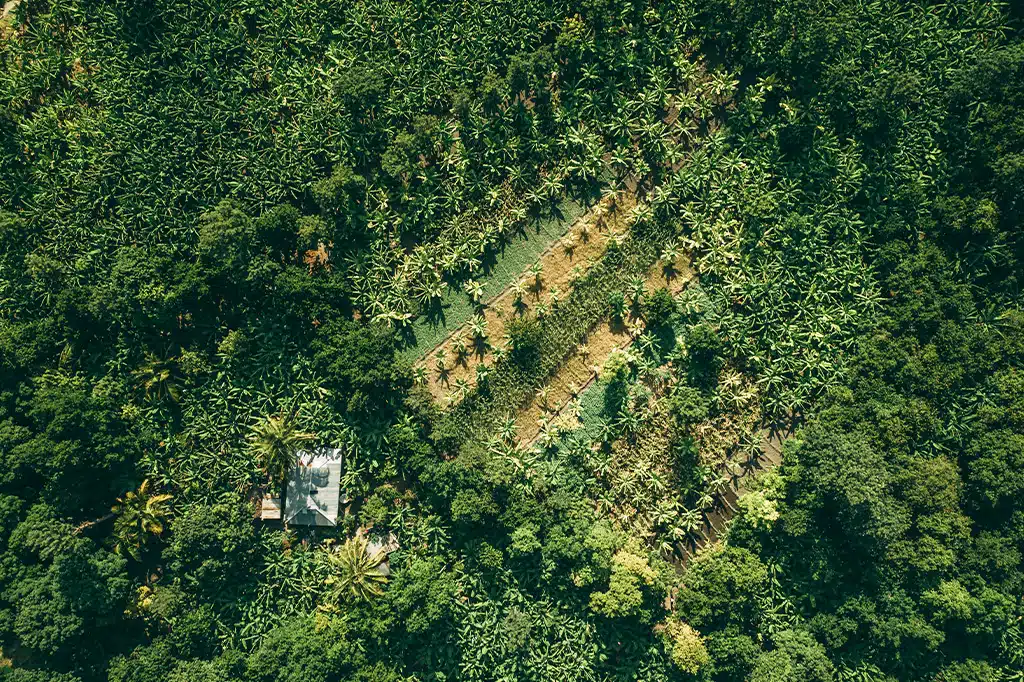 Kilimanjaro Cultivation Zone — coffee farms and Chagga communities