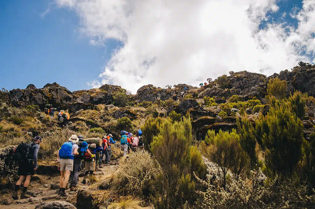 Kilimanjaro Moorland Zone — giant lobelias and open ridge views