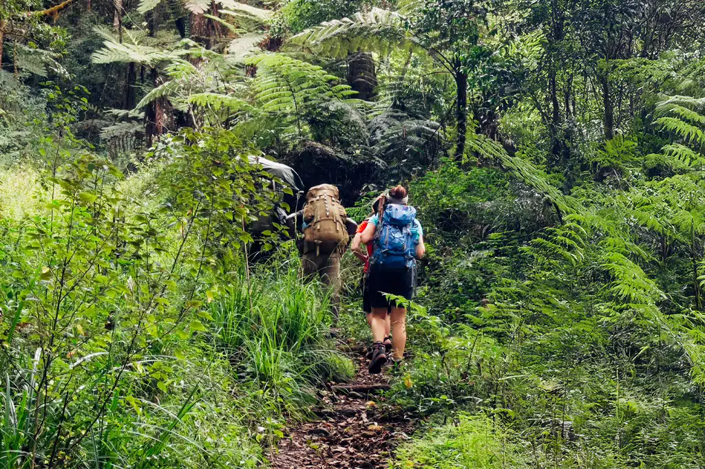 Kilimanjaro Rainforest Zone — misty montane forest with colobus monkeys