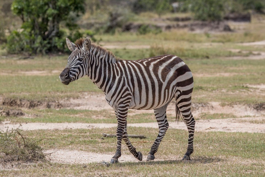 Zebra and wildebeest grazing together on the Serengeti plains