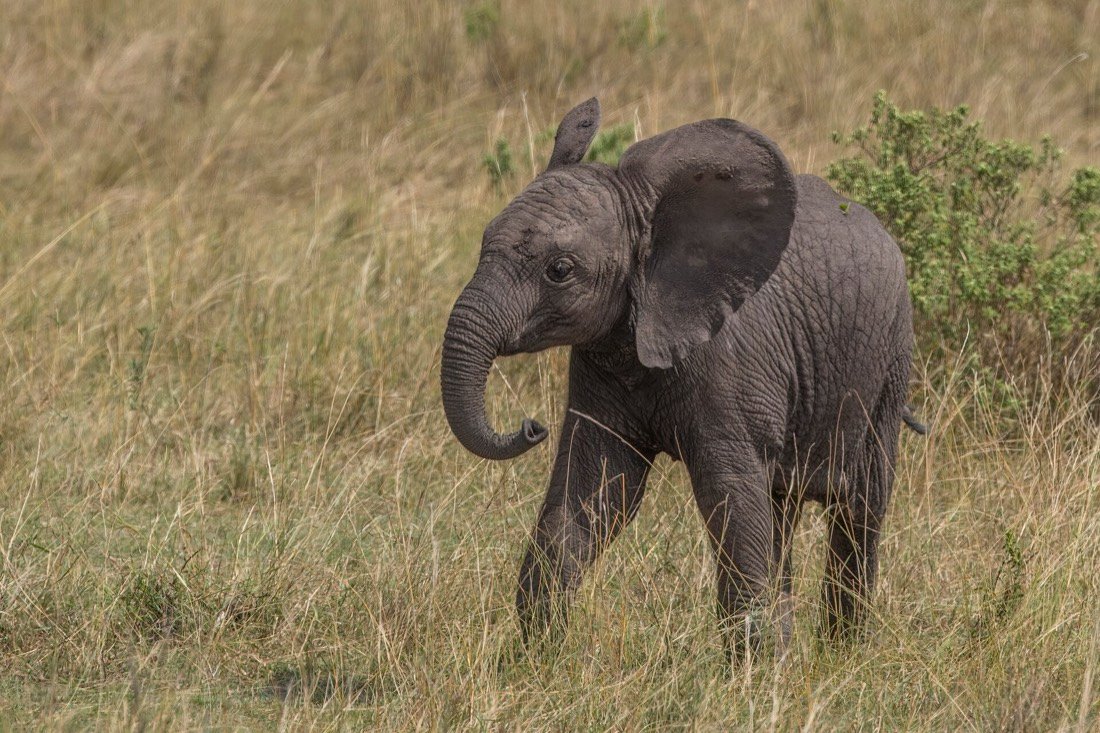 Close-up wildlife encounter on safari