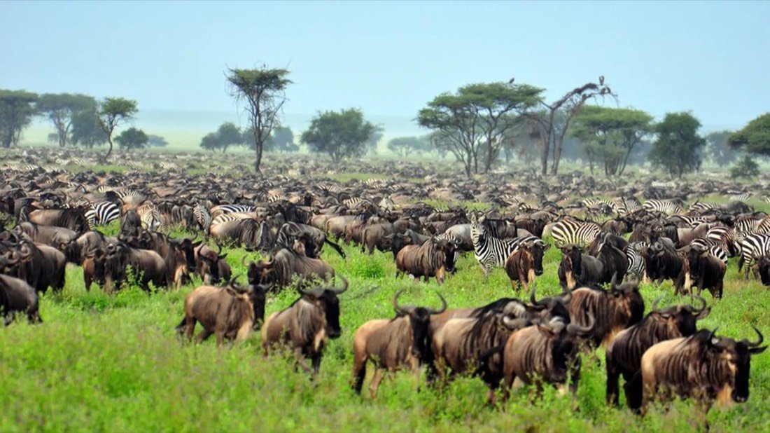 Wildlife on the Ngorongoro Crater floor
