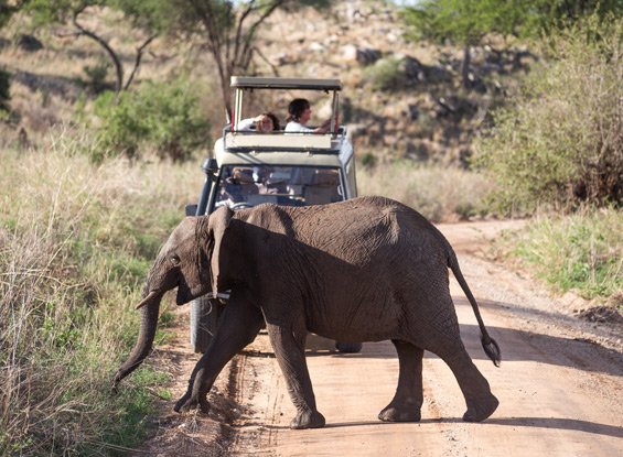 3 Days Quick Big Five Safari
