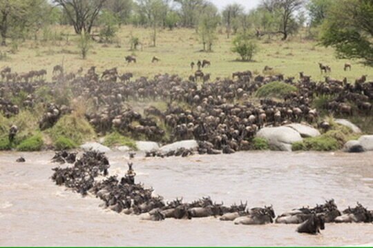 4 Days Mara River Quick Crossing