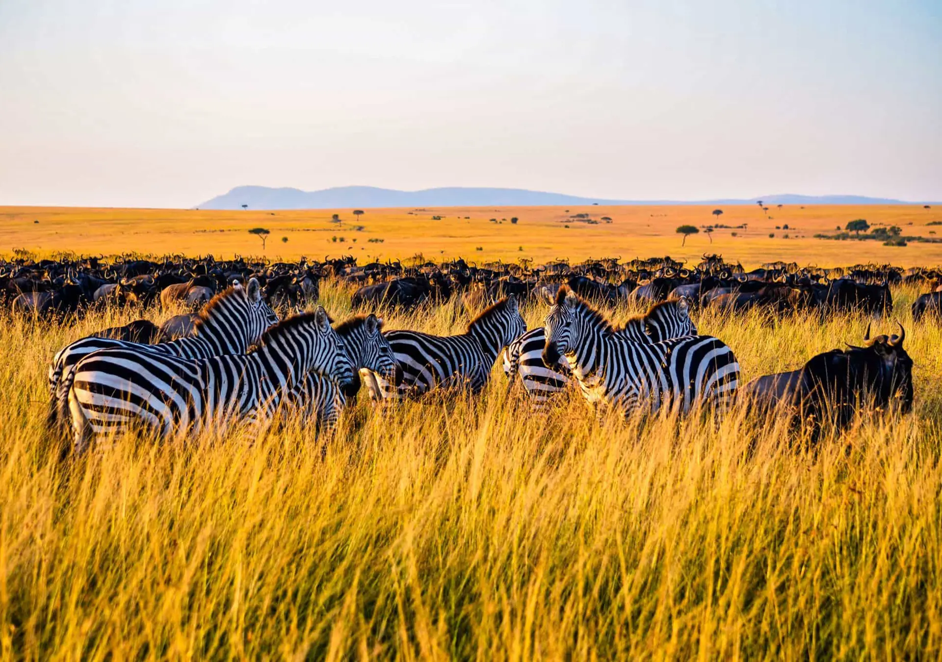 5 Days Ndutu Calving Safari