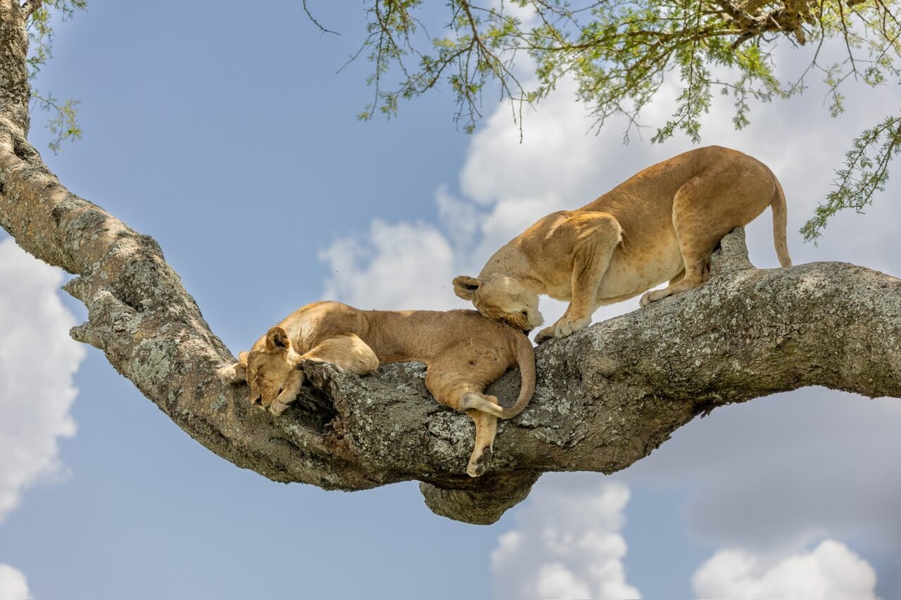 3 Days Serengeti Sky Safari