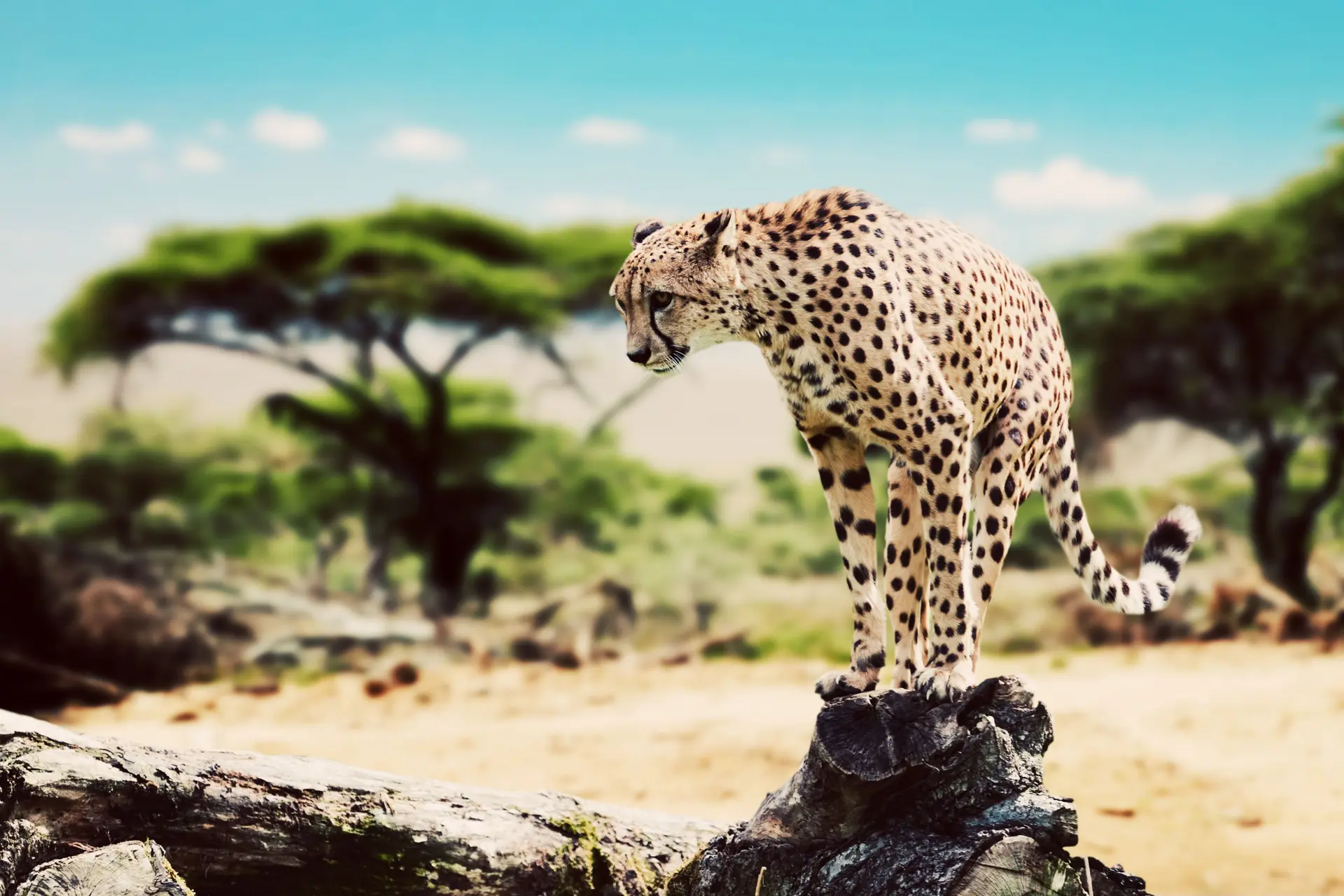 5 Days Serengeti Big Five Adventure
