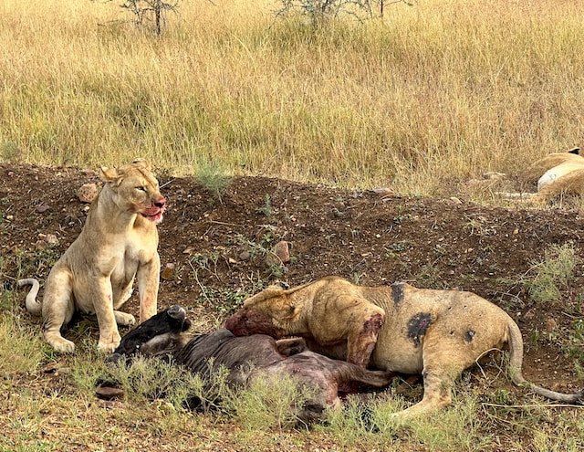 4 Days Camping Safari