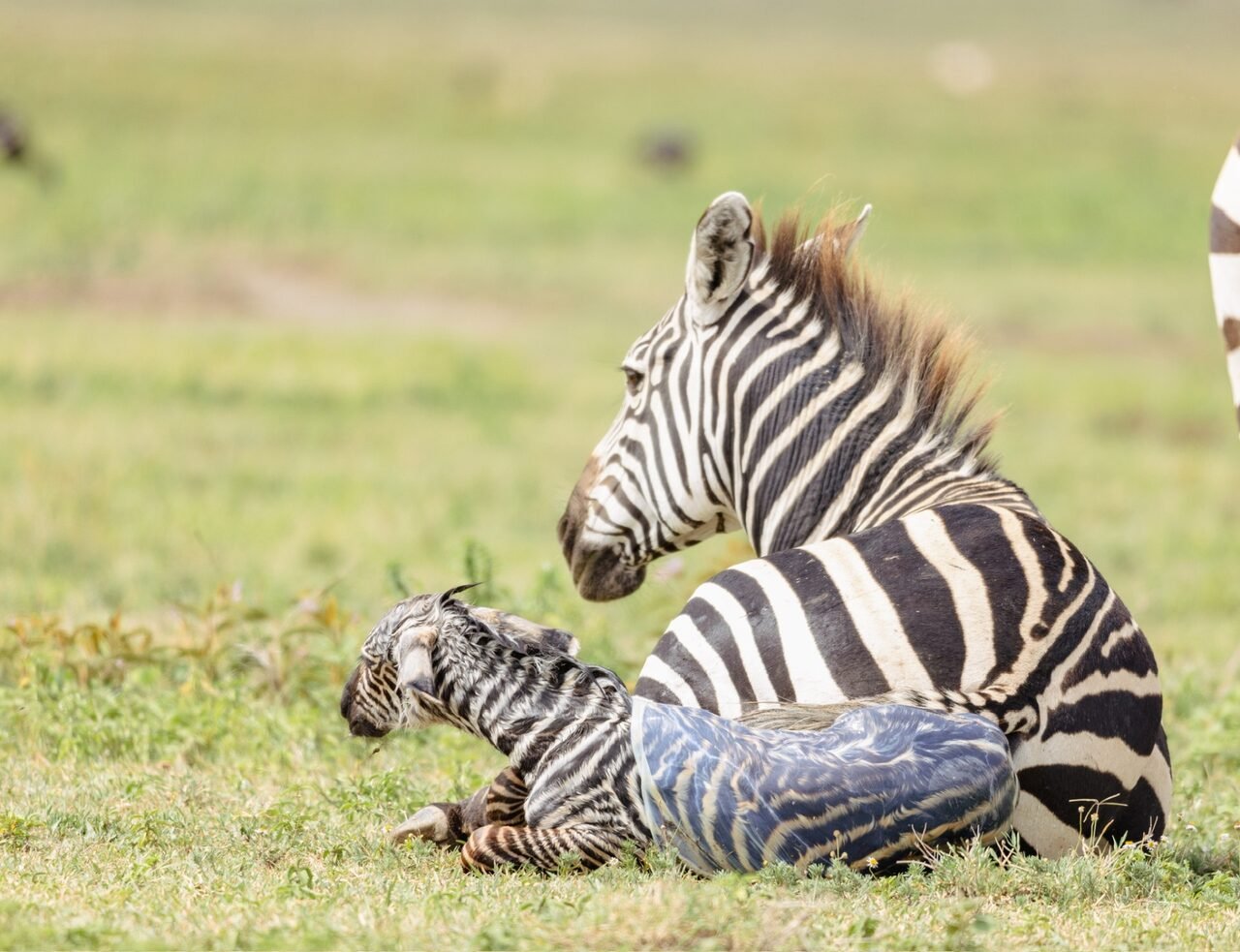4-Day Fly-in Zanzibar to Northern Circuit Safari — Serengeti, Ngorongoro & Tarangire