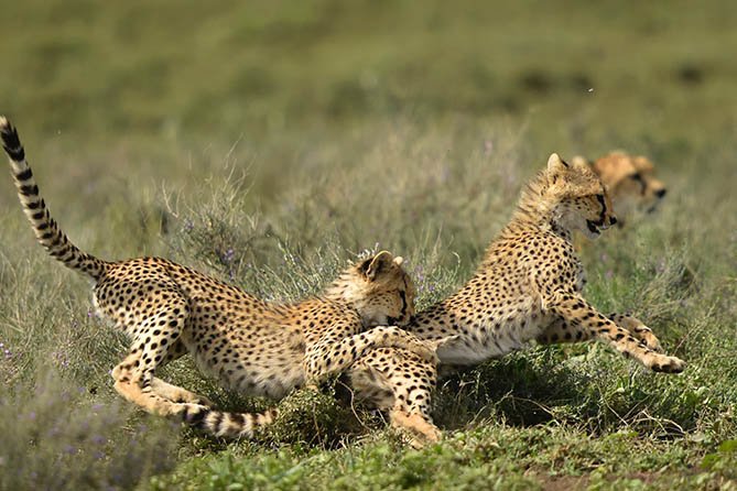 3-Day Zanzibar to Tarangire, Ngorongoro & Lake Manyara Fly-in Safari