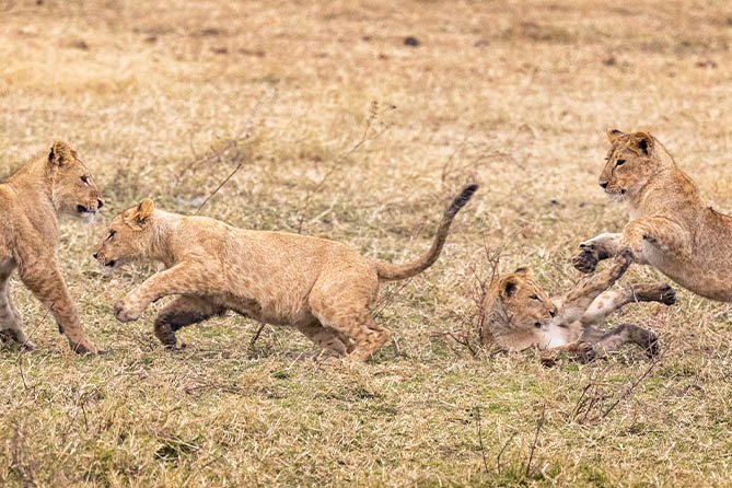4-Day Beach to Bush Fly-in Safari — Zanzibar to Serengeti