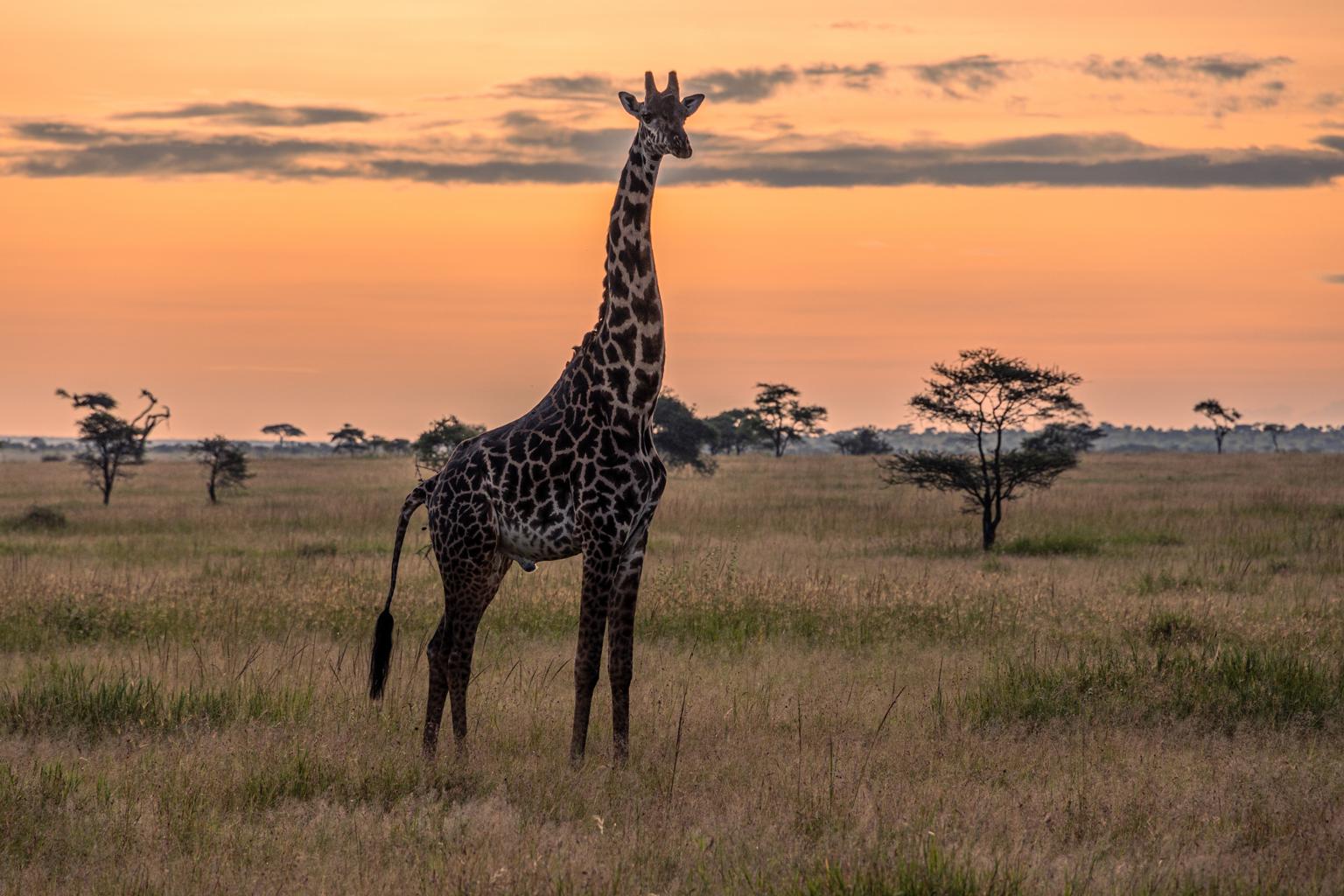 Tarangire National Park scene 4