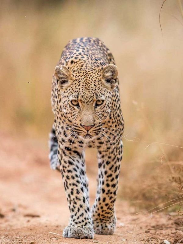 6 Days Big Five Through the Lens