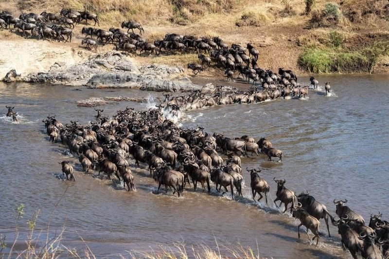 7 Days Great Migration Safari