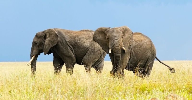 7 Days Luxury Big Five Safari