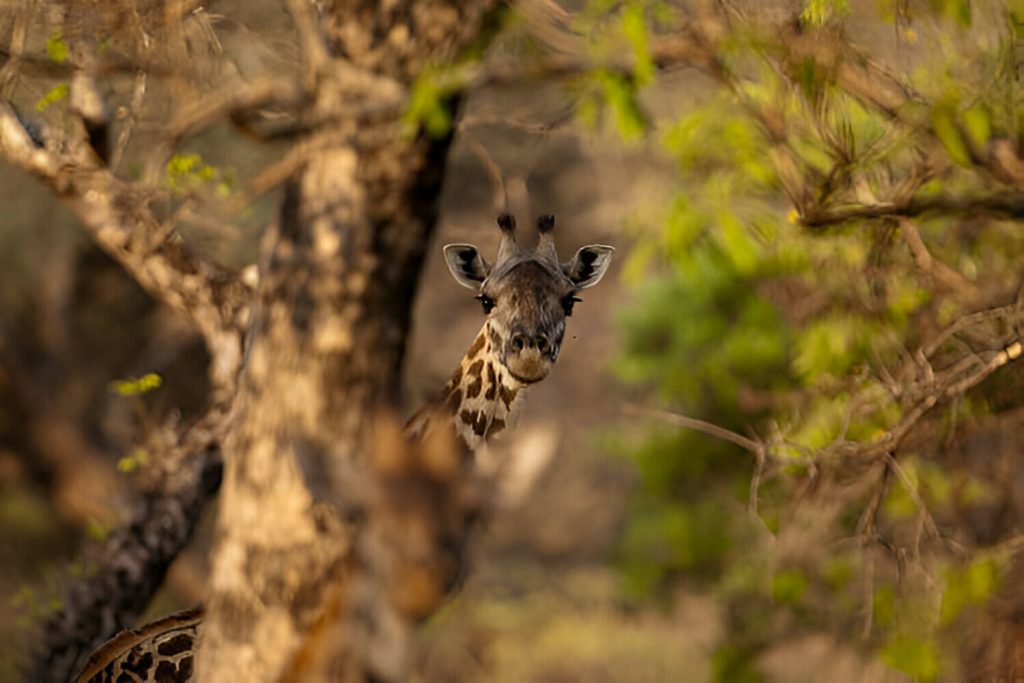 Katavi National Park