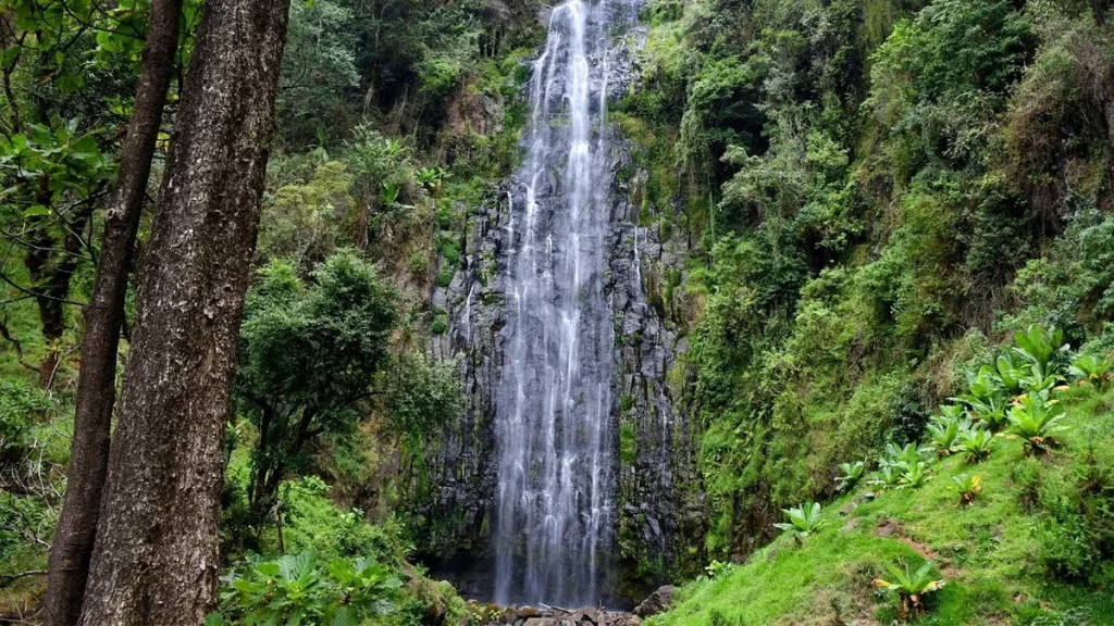 Materuni Waterfalls and Coffee Day Tour