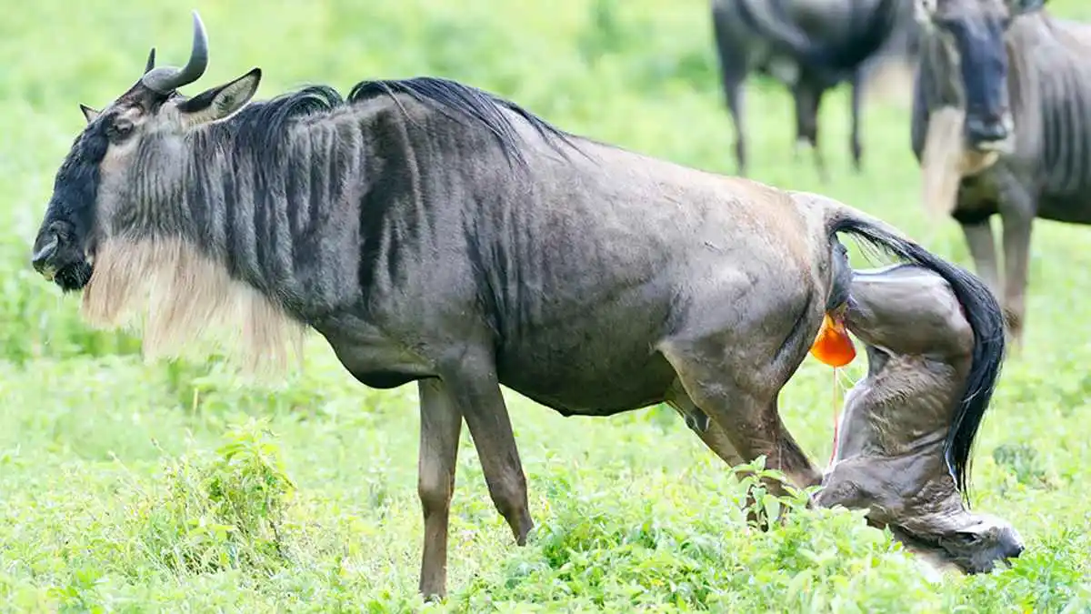 Ndutu Safaris