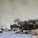 7 Days Great Migration Safari Mara River Crossing Tanzania