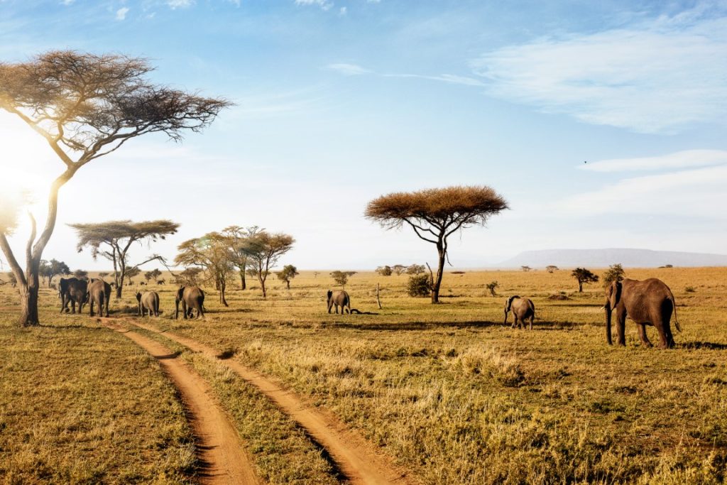 Endless Savannah in Serengeti