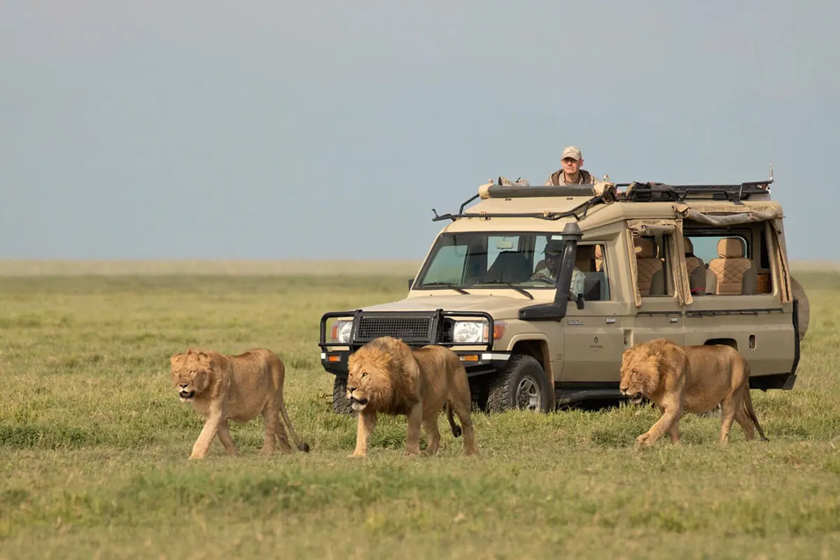 How Safe is a Safari in Tanzania? Myths and Real Facts