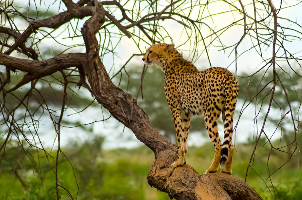 12 Days Culture & Wildlife Photo Safari