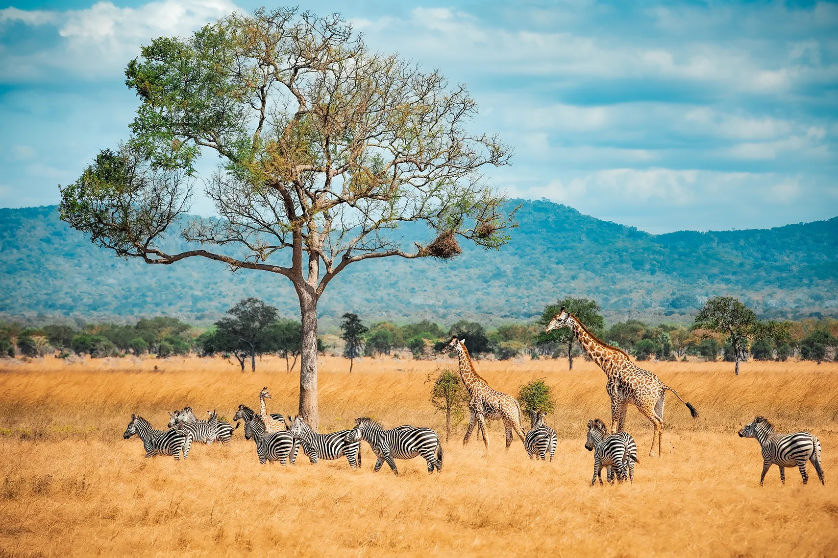 tanzania photographic safaris