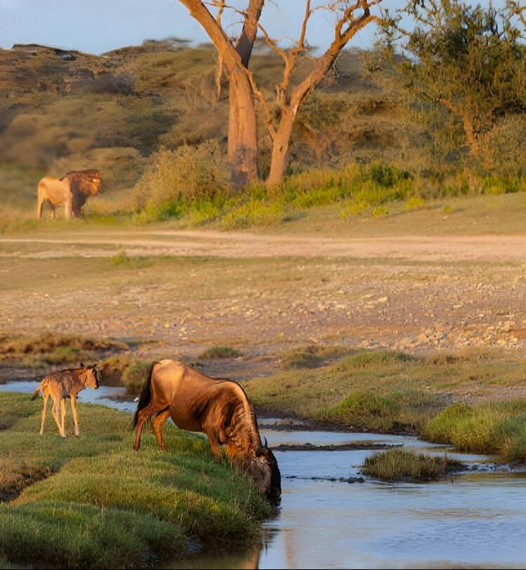 5 Days Mara River Highlights Safari