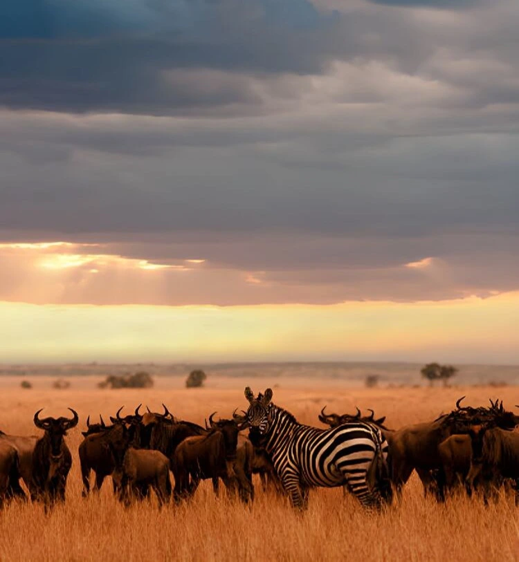 5 Days Ndutu Calving Safari