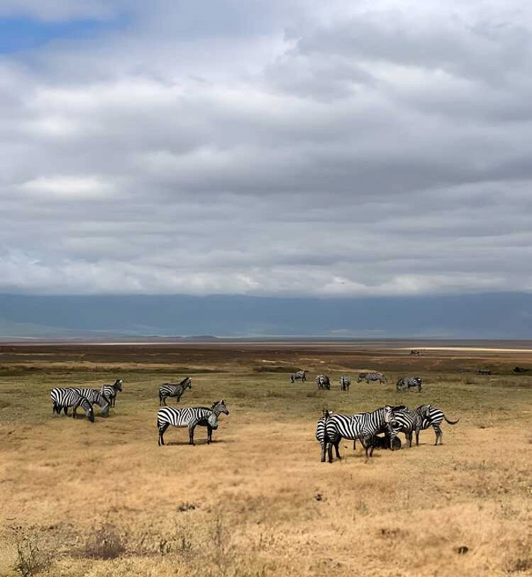 6 Days Grumeti River Wildlife Safari