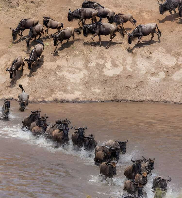 7 Days Serengeti Migration Safari Expedition