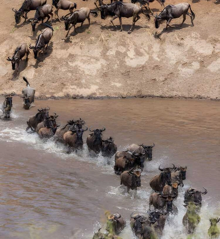 8 Days Mara River Luxury Safari