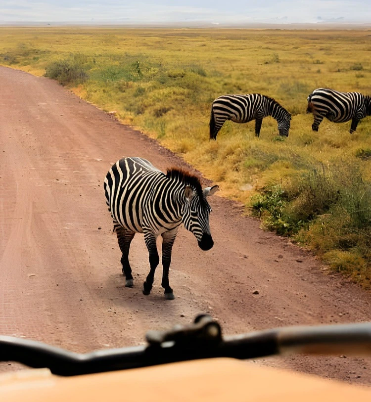 8 days tanzania safari