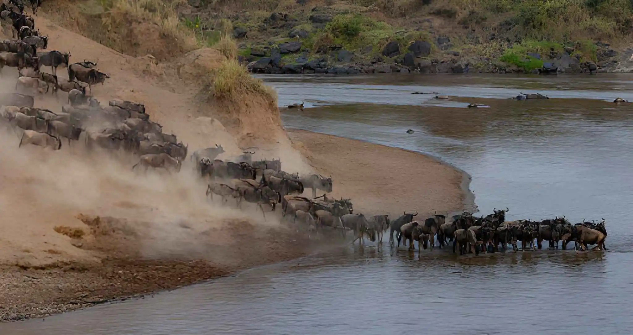 Great Migration Safari