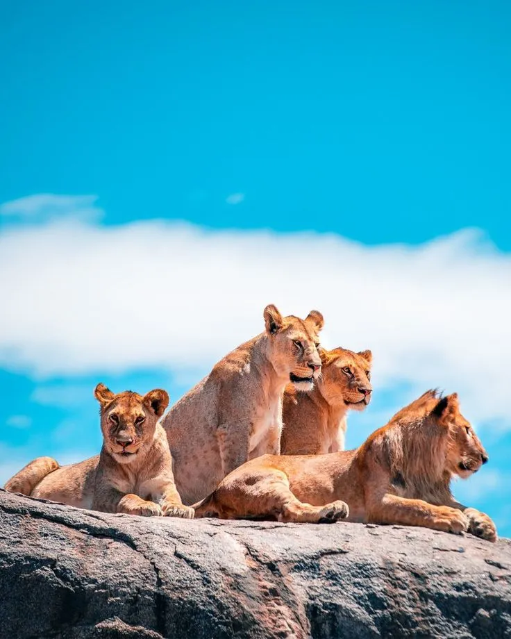 10 Days Photographic Safari & Culture Combo – Tanzania