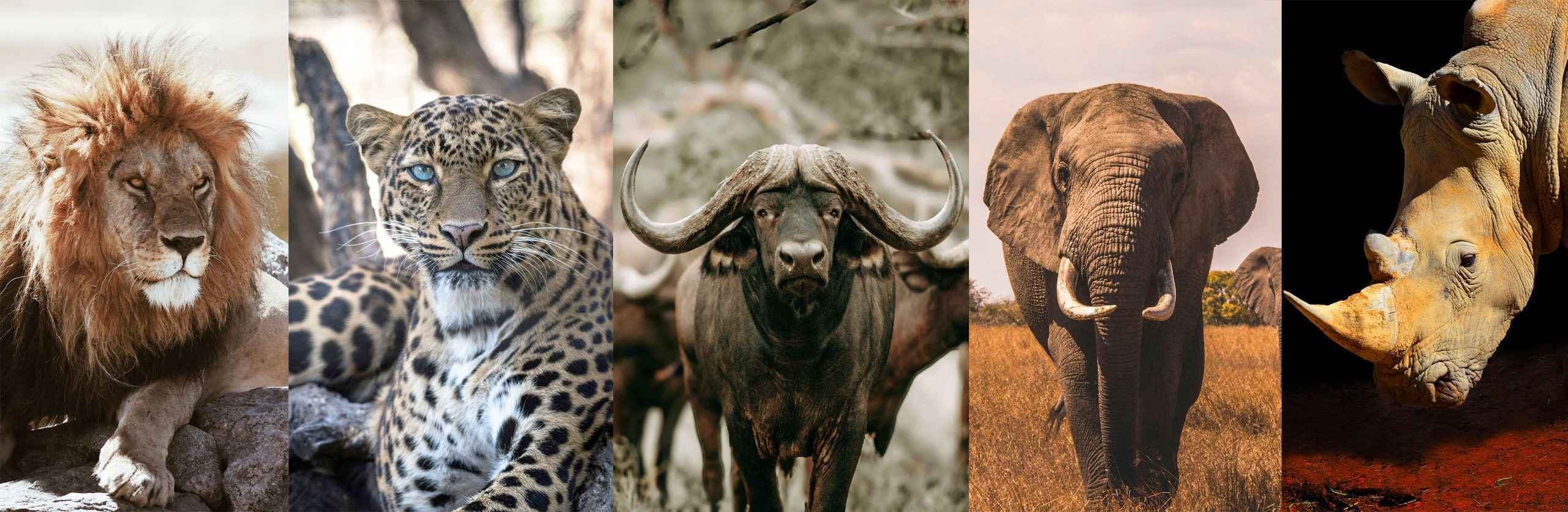 What Kinds of Wildlife Will I See on Safari in Tanzania