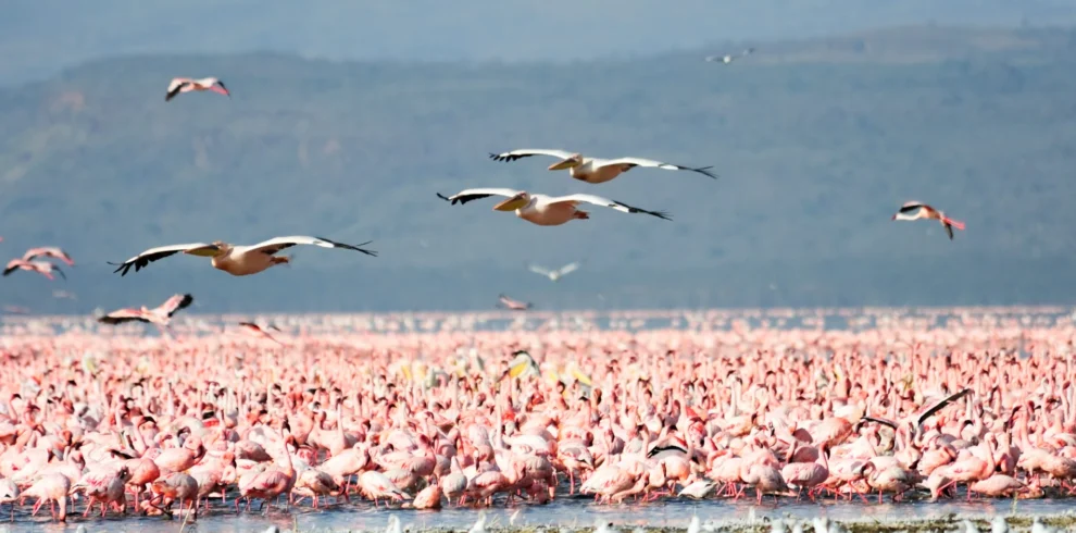 4 Days Luxury Fly-In Safari to Serengeti