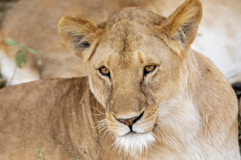 3 Days Luxury Fly-In Serengeti Migration Safari from Zanzibar