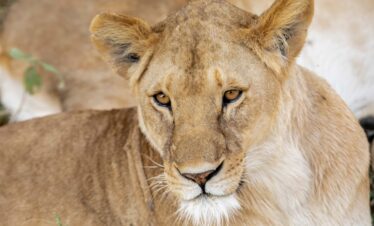 3 Days Luxury Fly-In Serengeti Migration Safari from Zanzibar