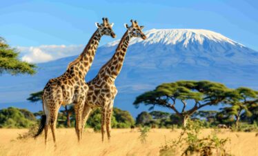 Climb Mount Kilimanjaro